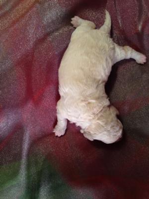 Female Bichon Poodle Puppy for sale #1 Born 10-25-13  Bichon Poo breeders in Massachusetts, Maryland, Rhode Island, and DC tend to charge Double the Price of Purebredpups!